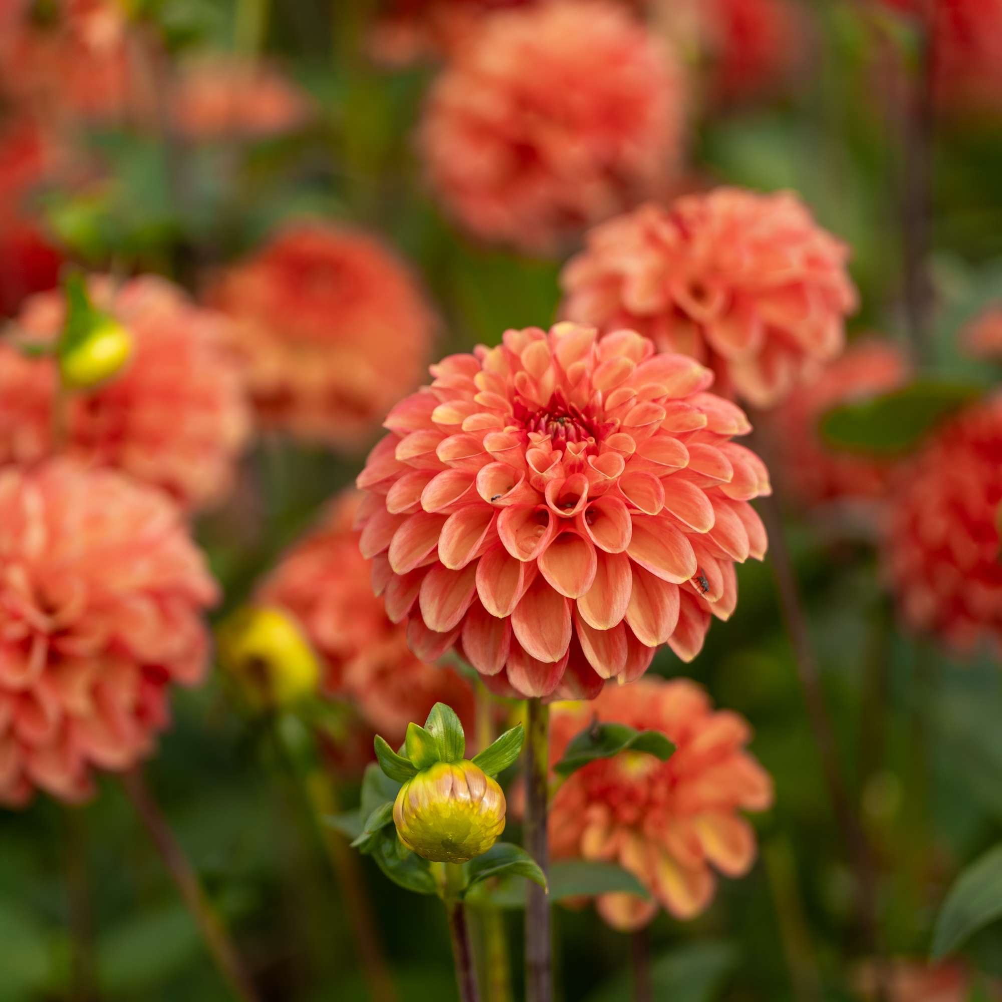Dahlia 'Zundert Mystery Fox'